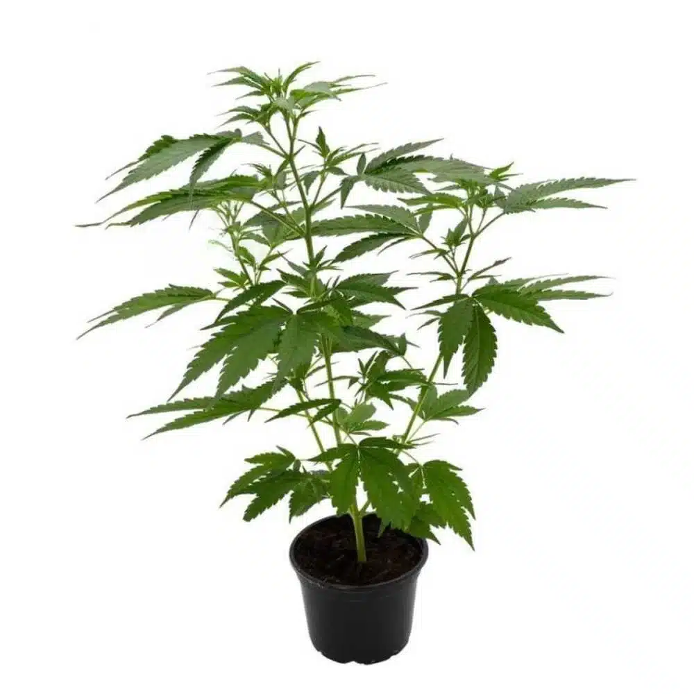 Blue-Gelato-41-–-Hanfstecklinge