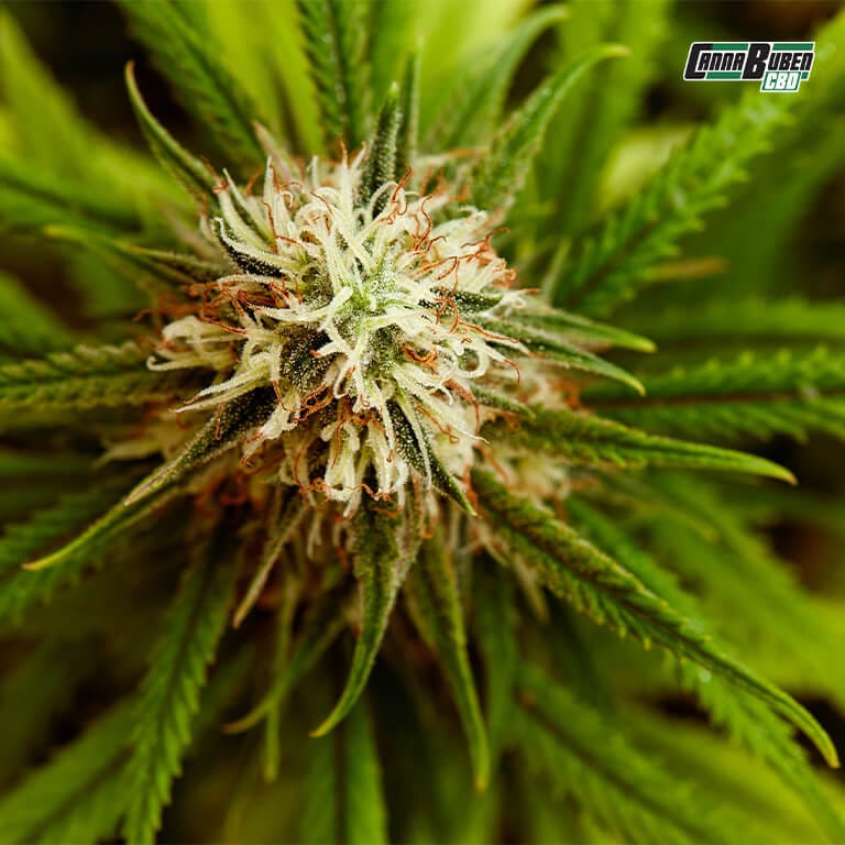 Cannabis-Schimmel unter dem Mikroskop.