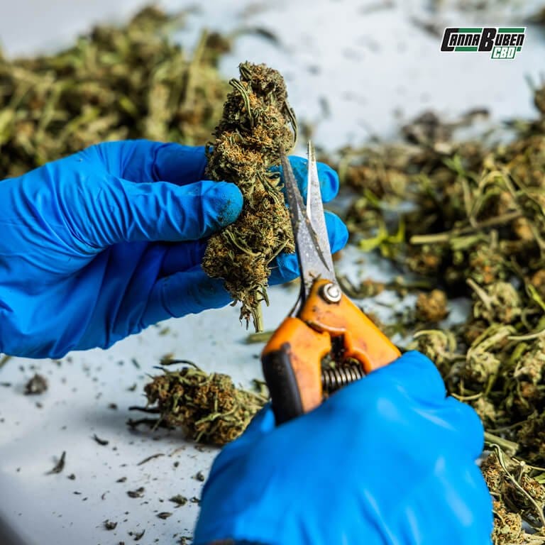 Toppen einer Cannabis-Pflanze zur Förderung von mehreren Trieben.