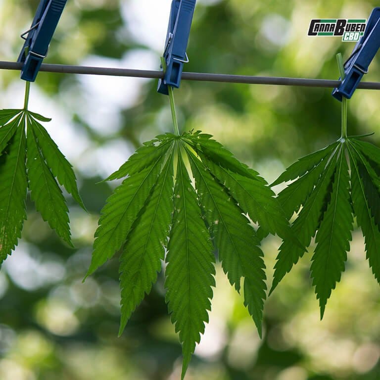 Cannabis trocknen durch hängende Blüten in einem optimalen Trocknungsraum.