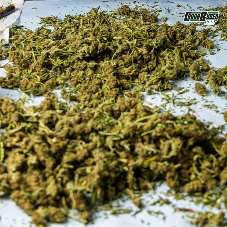 Cannabis-Blüten in einem dunklen Raum mit Ventilator.