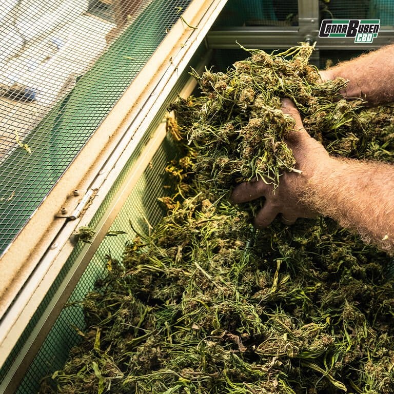 Detailaufnahme von perfekt getrockneten Cannabis-Blüten.