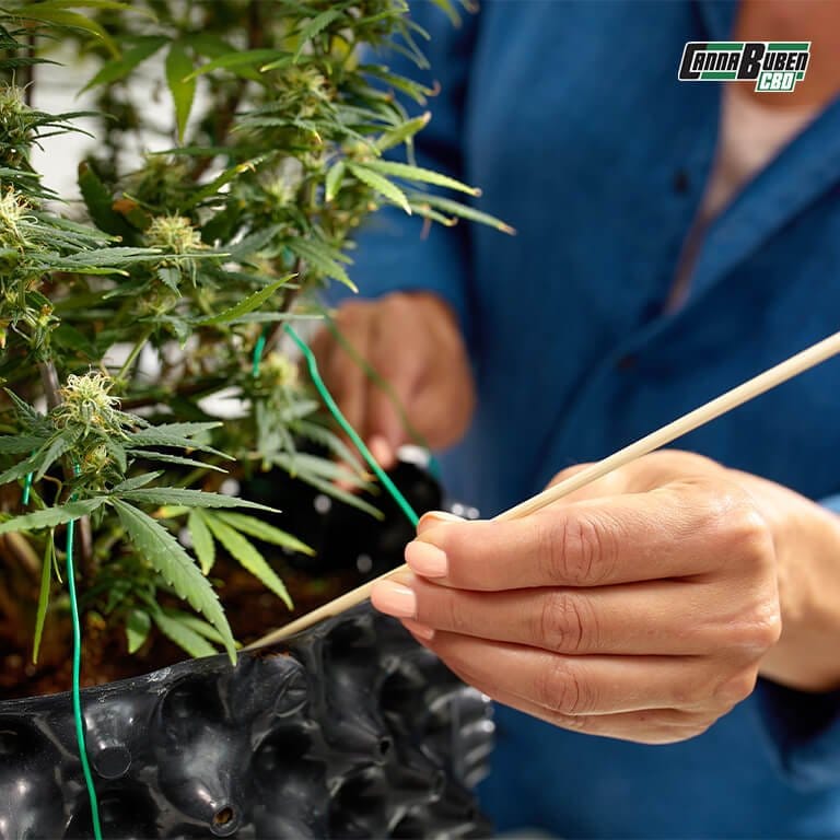 Anfängerfreundlicher Dünger für Cannabispflanzen in einer Sprühflasche.