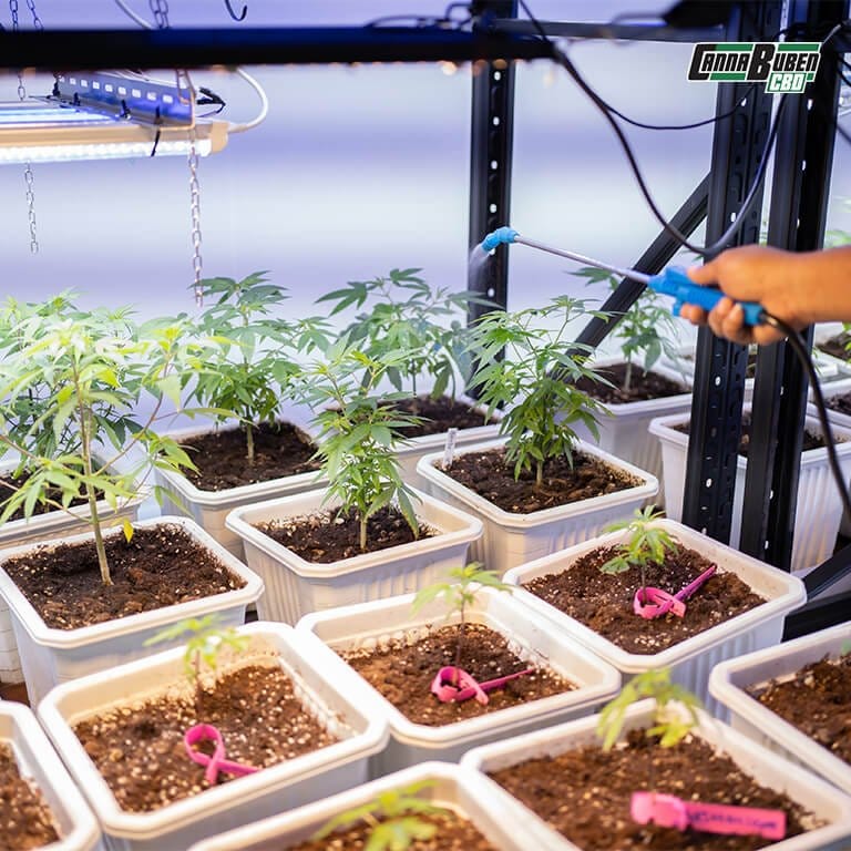 Flüssigdünger für Cannabispflanzen in der vegetativen Phase.