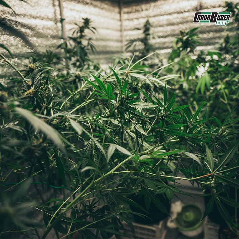 Growbox mit Aktivkohlefilter und Belüftungssystem.
