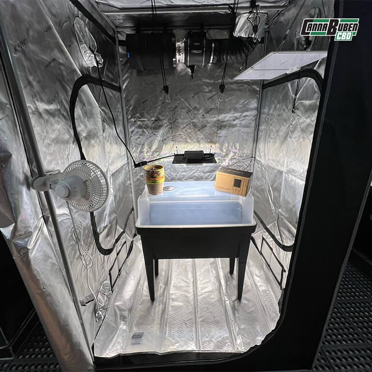 Cannabis-Pflanzen in einer gut belüfteten Growbox.