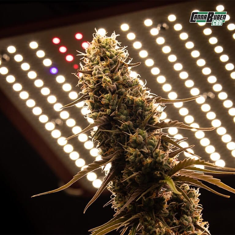 LED Grow Lampe über Cannabis-Pflanzen im Indoor-Anbau.