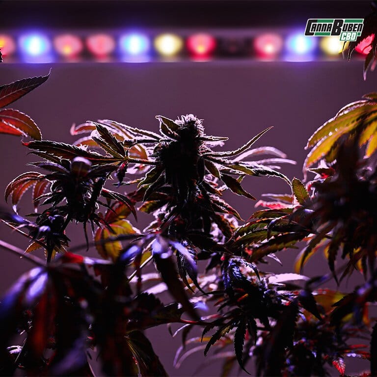 LED Grow Lampe mit UV- und IR-Vorteilen für Pflanzen.