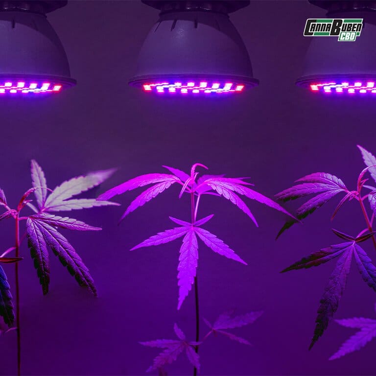 LED Grow Lampe mit dimmbarer Lichtintensität.