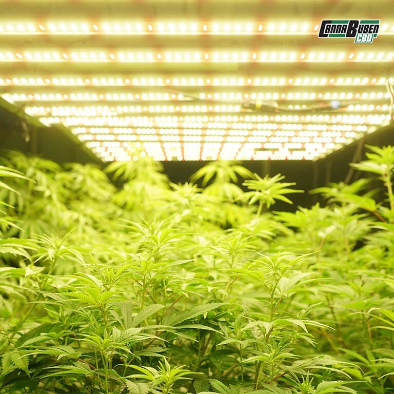 LED Grow Lampe mit langanhaltender Lebensdauer.