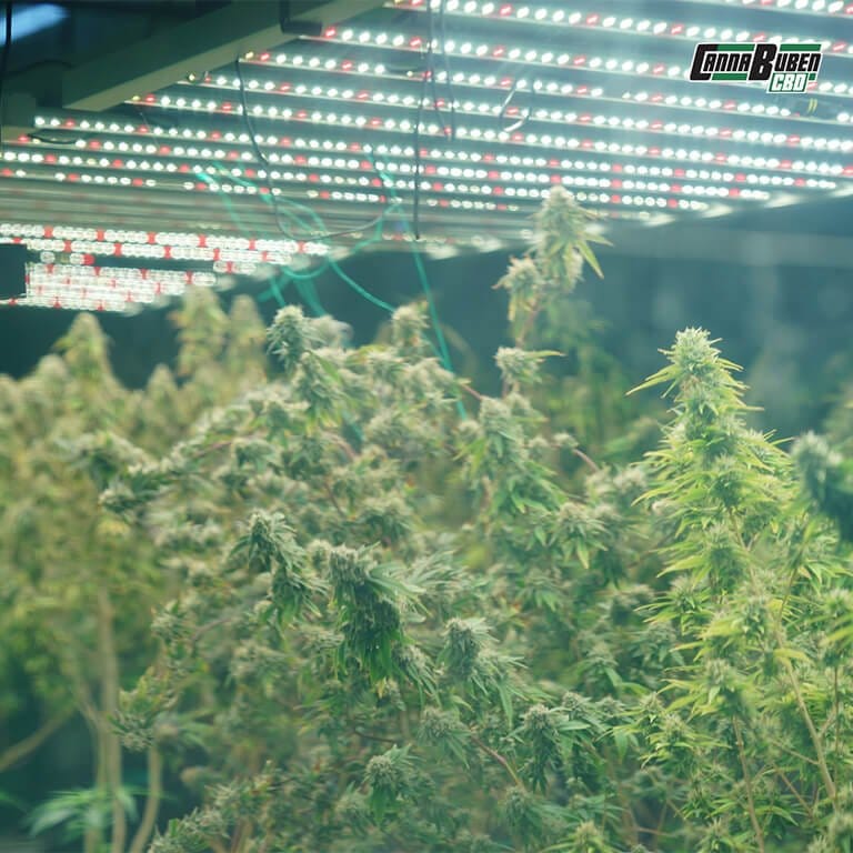 LED Grow Lampe mit optimalem Beleuchtungsabstand über Pflanzen.