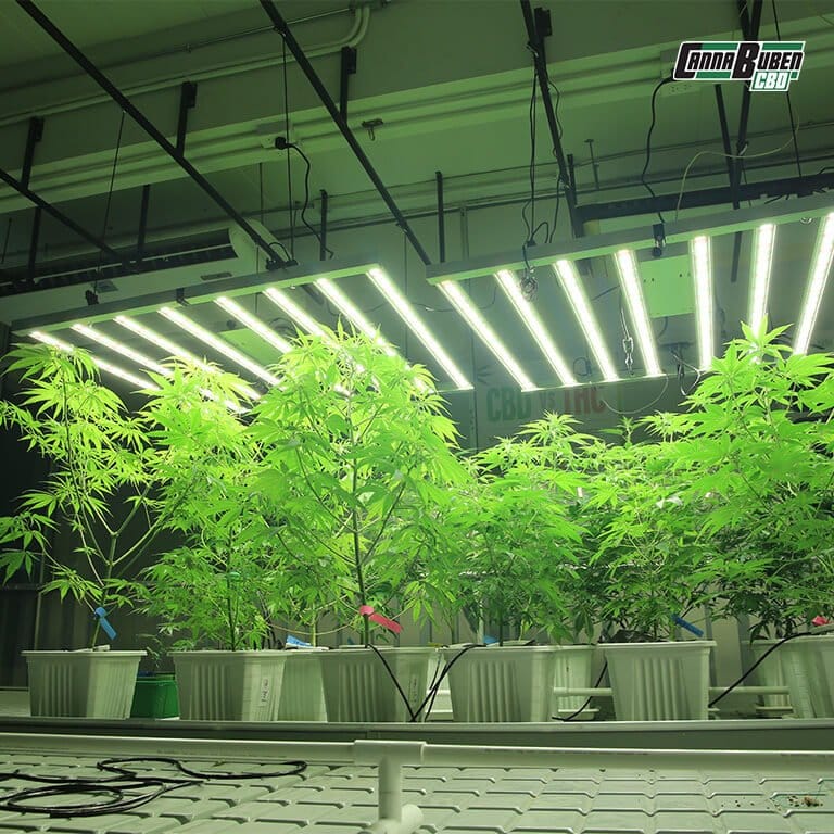 LED Grow Lampe für die Wachstums- und Blütephase.
