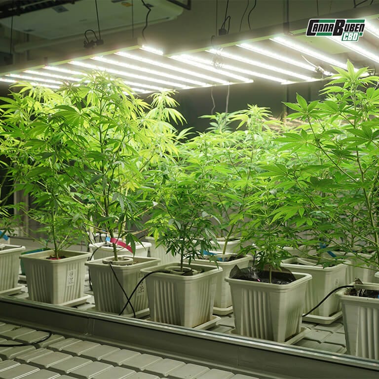 Cannabis-Pflanzen unter einer LED Grow Lampe mit vollem Lichtspektrum.