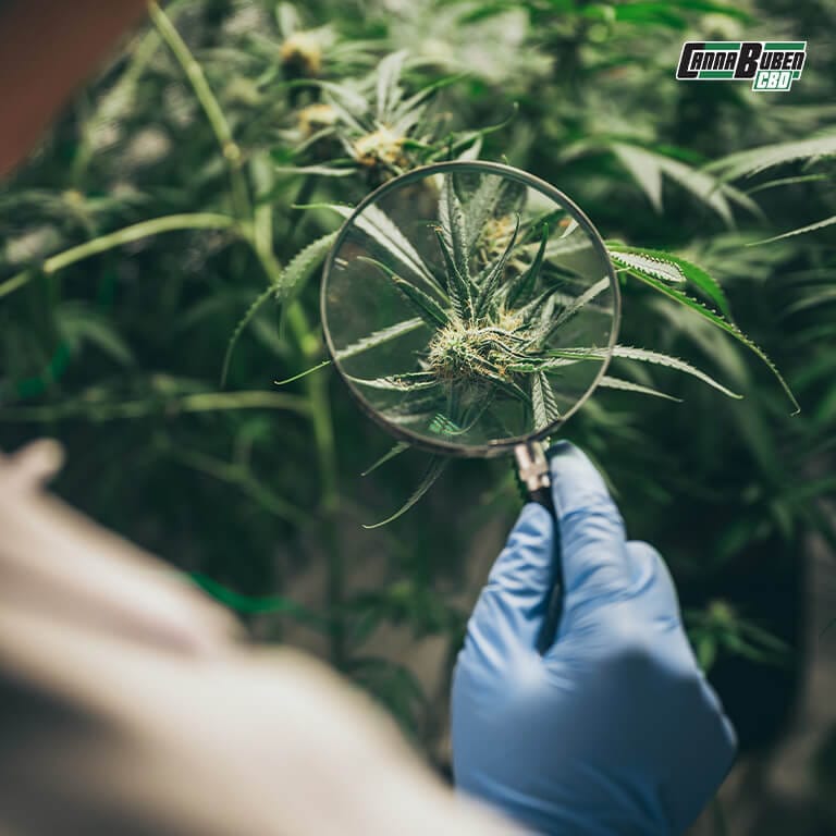 Verfärbte Blätter durch Cannabis Überdüngung.