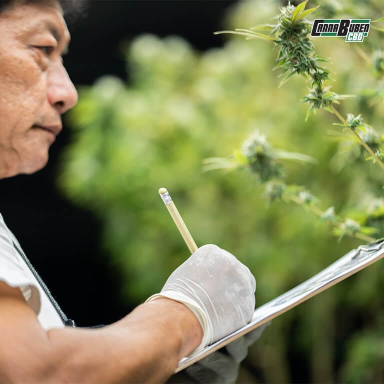 Gesunde Pflanze nach erfolgreicher Behandlung von Cannabis Überdüngung.