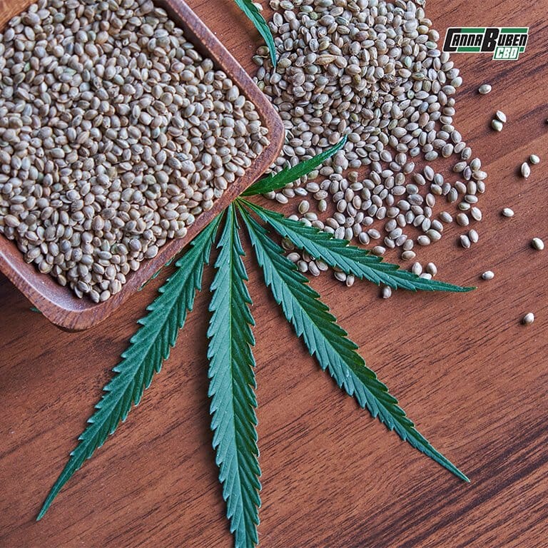 Cannabis Samen und Keimlinge auf einem biologischen Substrat, das die Nährstoffversorgung und das Wachstum fördert.