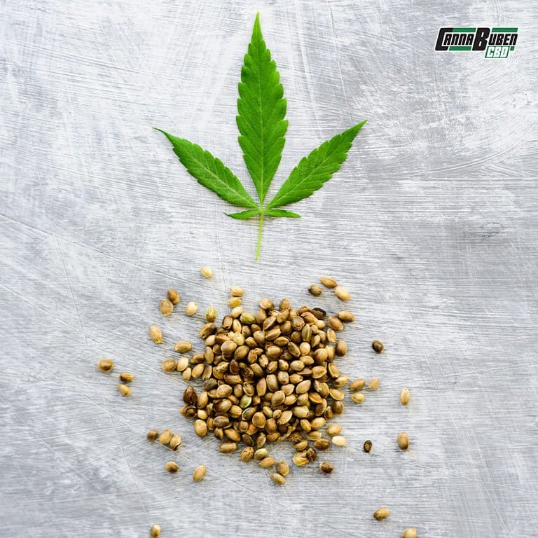 Verschiedene hochwertige Cannabis Samen mit optimaler Keimfähigkeit, geeignet für Anfänger und erfahrene Grower.