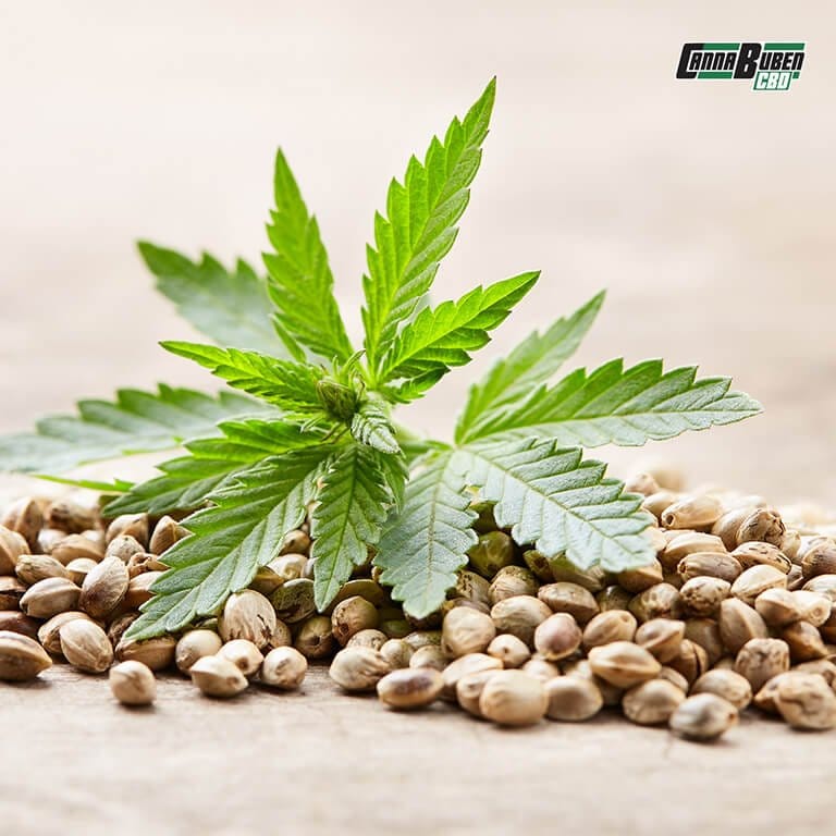 Cannabis Samen mit genetischer Vielfalt: Sativa, Indica und Hybrid.