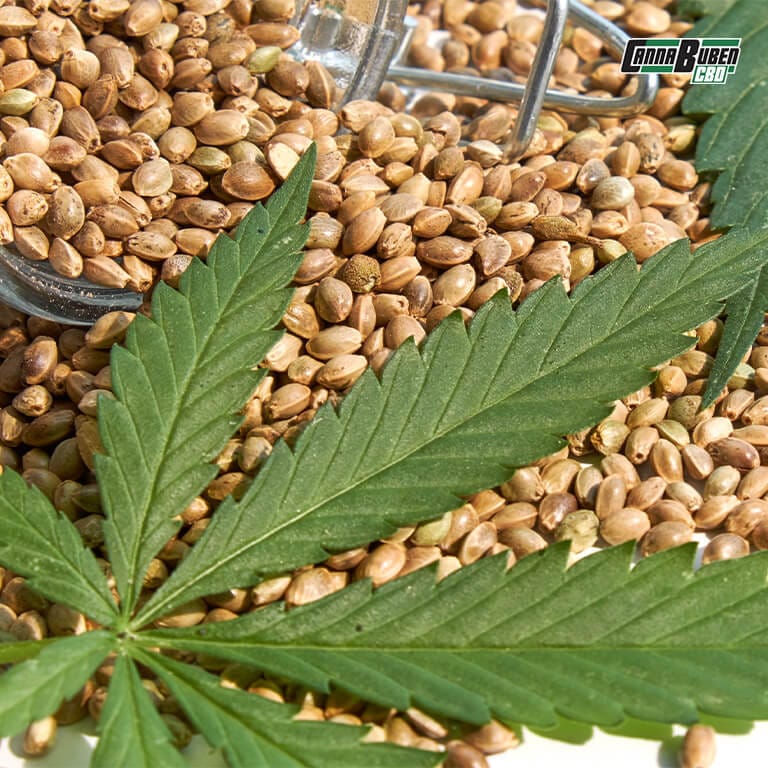 Cannabis Samen, die in einem feuchten Papiertuch keimen, zeigen die ersten Wurzeln – eine einfache und effektive Methode.