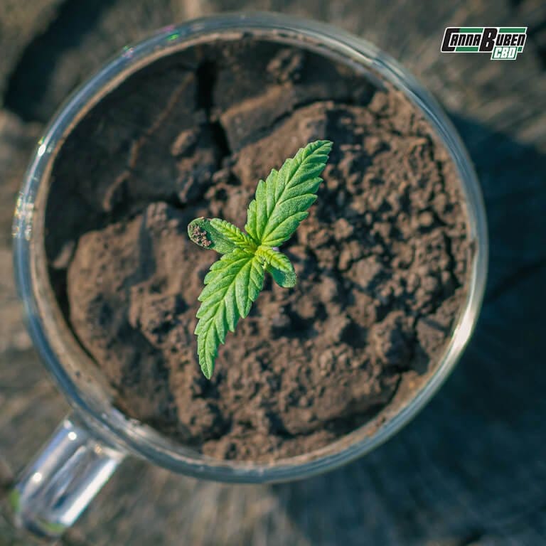 Biologische Erde für Cannabispflanzen mit Kompost.