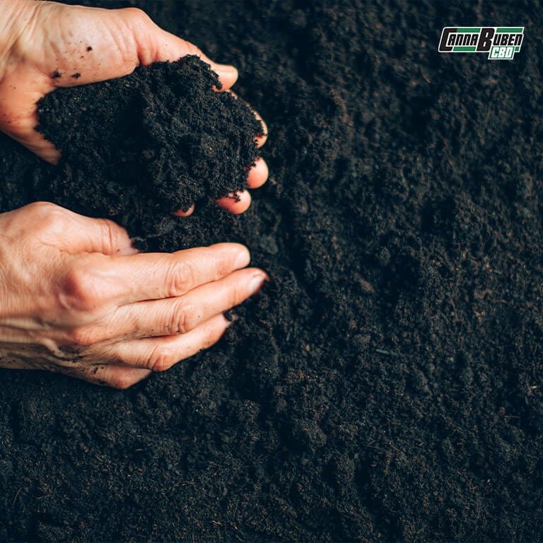 Cannabis-Pflanze in All-Mix Erde für erfahrene Grower.